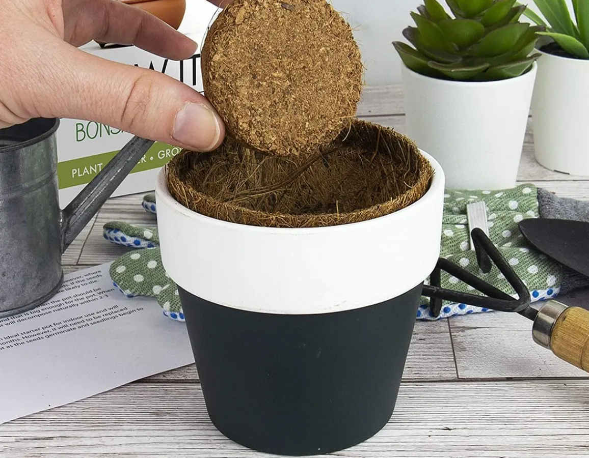 Hot Gift Republic Grow It - Bonsai Trees